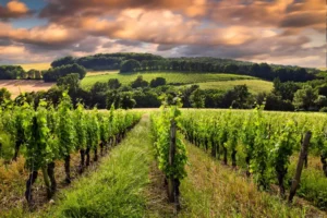 Wine-Regional-Guide-Bordeaux