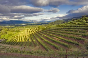vineyard-napa-valley-napa-county-california